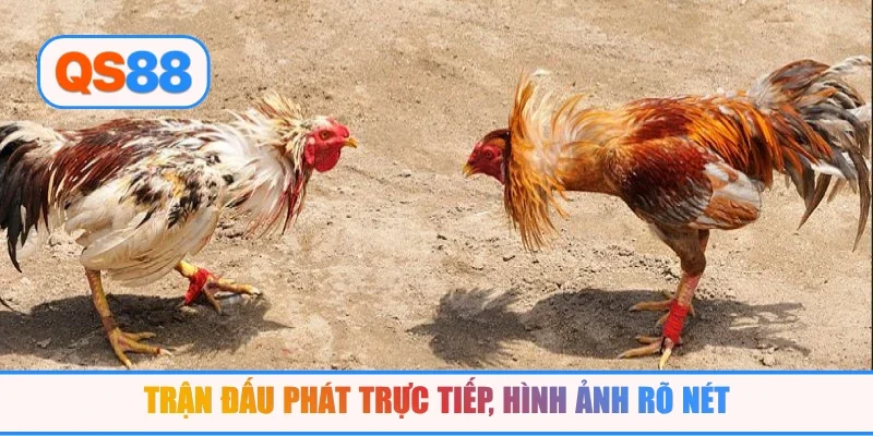 Trận đấu phát trực tiếp, hình ảnh rõ nét